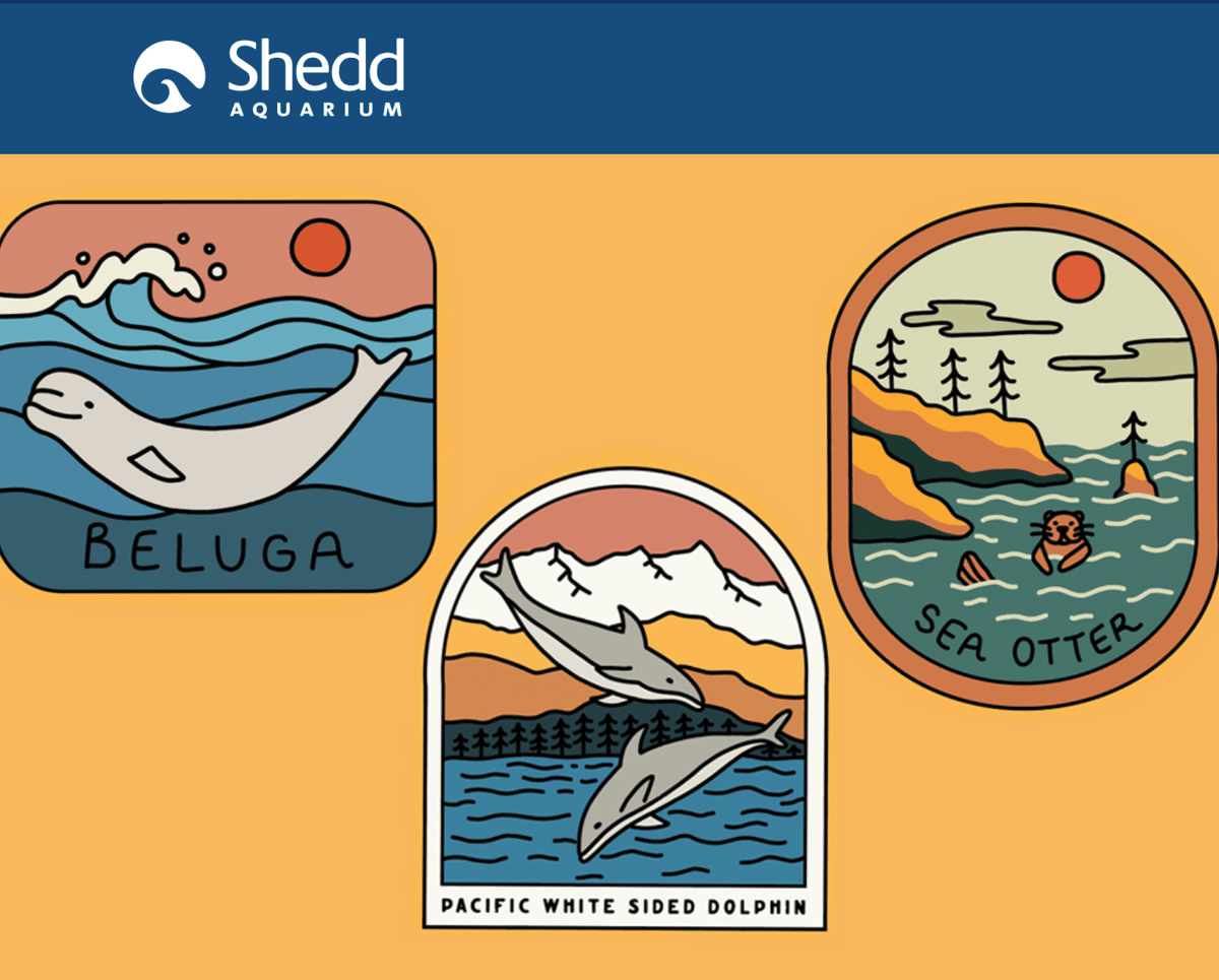 Shedd design